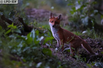 Renard roux