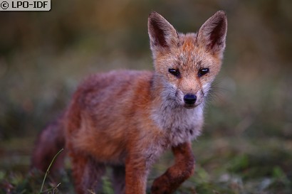 Renard roux