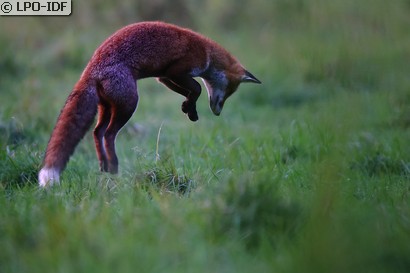 Renard roux