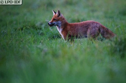 Renard roux