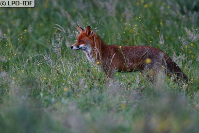 Renard roux
