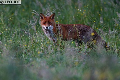 Renard roux