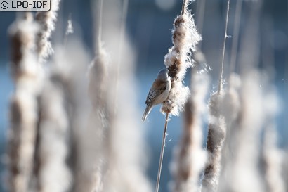 Rémiz penduline