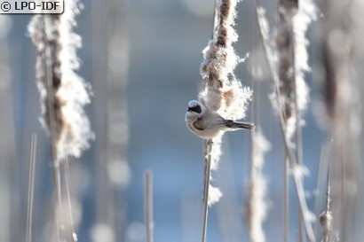 Rémiz penduline