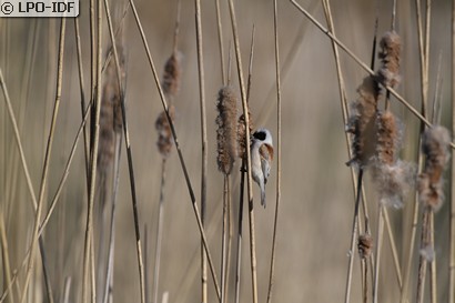 Rémiz penduline