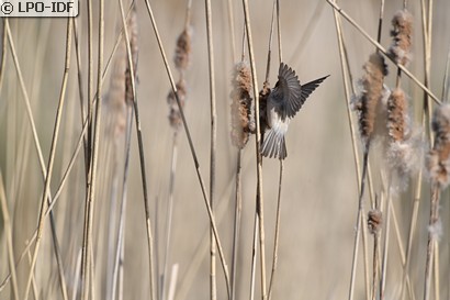 Rémiz penduline
