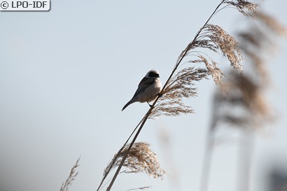 Rémiz penduline