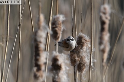 Rémiz penduline