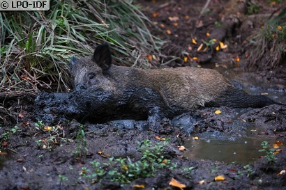 Sanglier