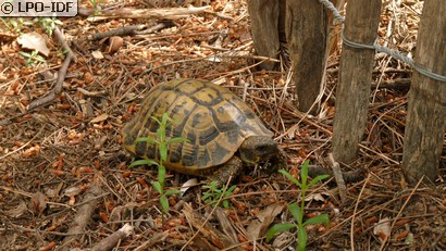Tortue d'Hermann