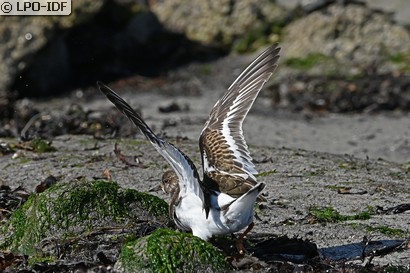 Tournepierre à collier