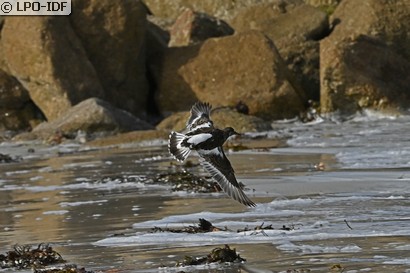 Tournepierre à collier