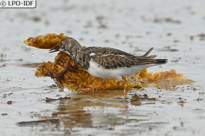 Tournepierre à collier