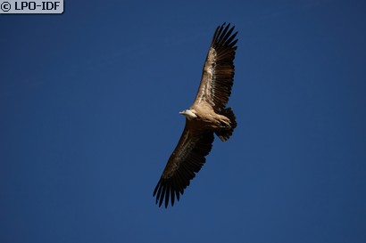 Vautour fauve