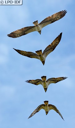 Balbuzard pêcheur