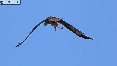 Buse variable