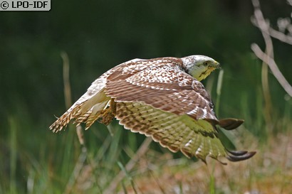 Buse variable