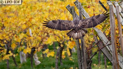 Buse variable
