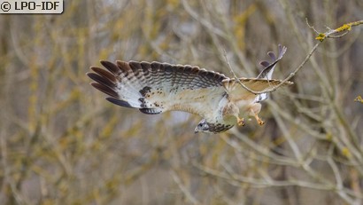 Buse variable