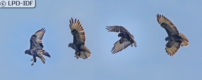 Buse variable