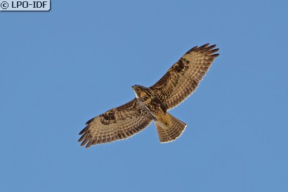 Buse variable