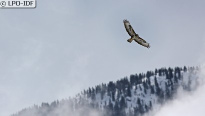 Buse variable