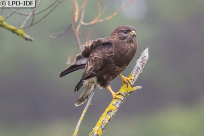 Buse variable