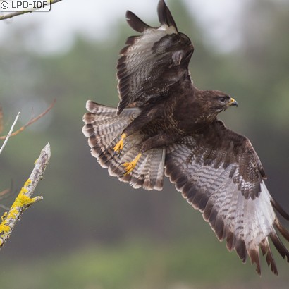 Buse variable