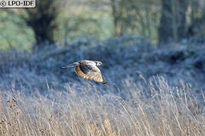 Buse variable