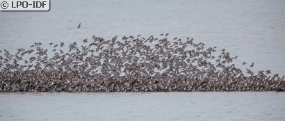 Bécasseau variable