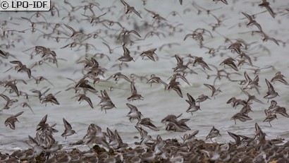 Bécasseau variable