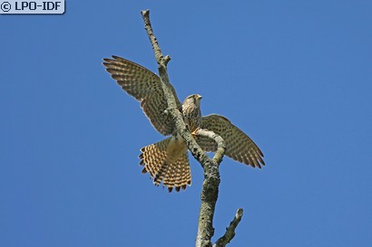 Faucon crécerelle