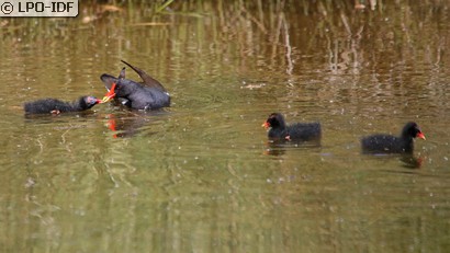 Gallinule poule-d'eau