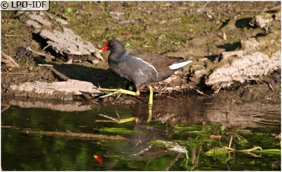 Gallinule poule-d'eau
