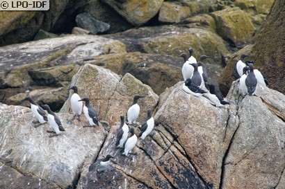 Guillemot de Troïl