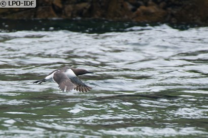 Guillemot de Troïl