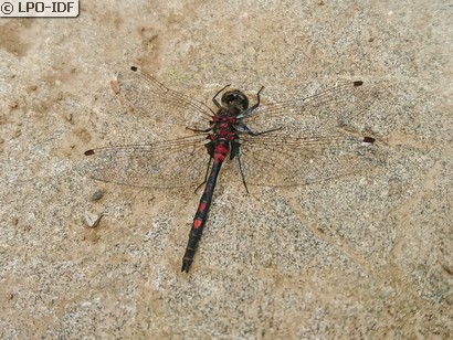 Leucorrhine douteuse
