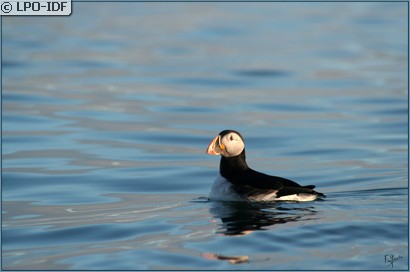 Macareux moine