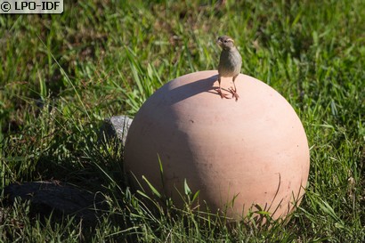 Moineau domestique