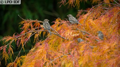 Moineau domestique