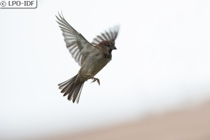 Moineau domestique
