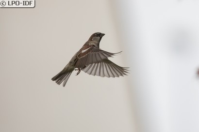 Moineau domestique