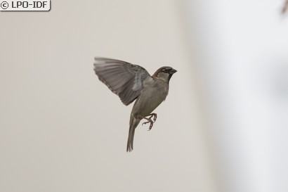 Moineau domestique