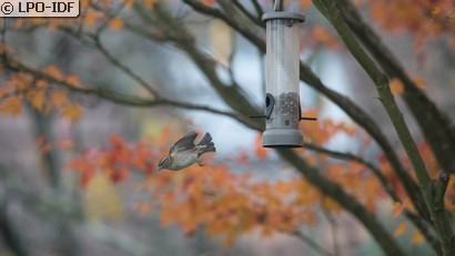 Moineau domestique