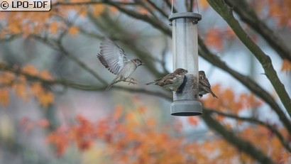 Moineau domestique