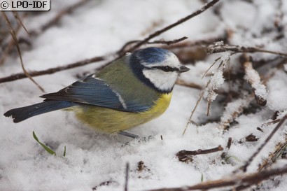 Mésange bleue