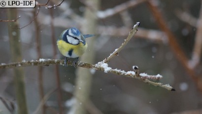 Mésange bleue