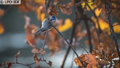 Mésange bleue