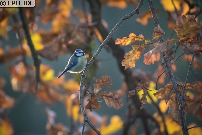 Mésange bleue