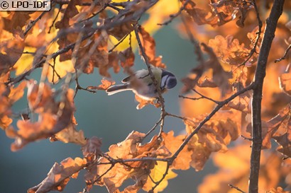 Mésange bleue